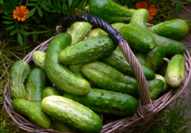 Качественные заготовки получаются из овощей длиной от 6 до 9 см