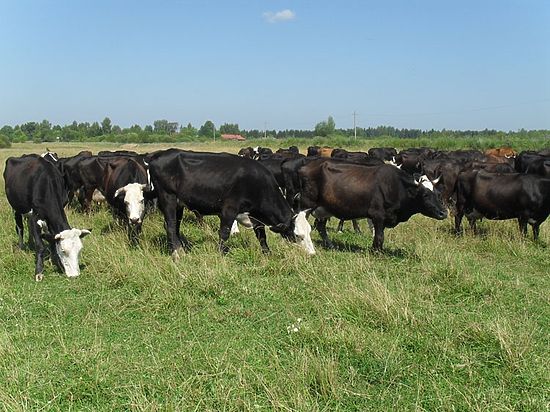 Дагестан попал в число регионов, которым Правительство России выделило 5,3 млрд рублей на развитие молочного скотоводства 