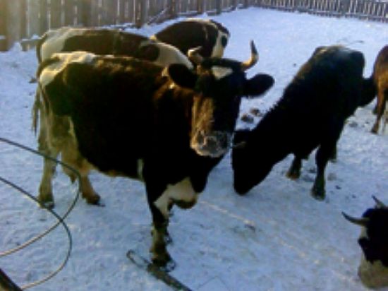 Обиженный на чиновников житель Горохово решил их опозорить гибелью животных
