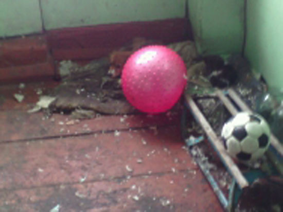 11-летняя дочь «неблагополучной» жительницы Алтайского края, чтобы не замерзнуть в неотапливаемом доме, грелась о домашнего пса