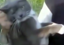 Жуткое видео, на котором два парня привязывают к коту скотчем петарду и взрывают животное, вызвало всеобщее возмущение
