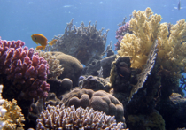 Словосочетание «коралловые бусы», благодаря которому мы сразу понимаем, что речь идет о ярко-красном цвете украшения, скоро, вероятно, утратит свой смысл