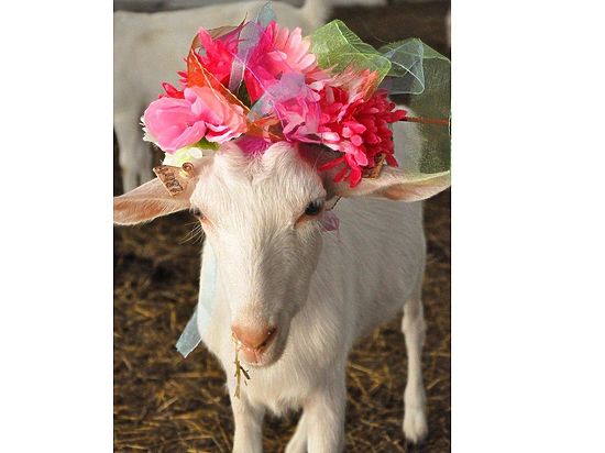 Рогатая "Санта-Барбара" набирает обороты: у козла Тимура в Приморье все больше невест