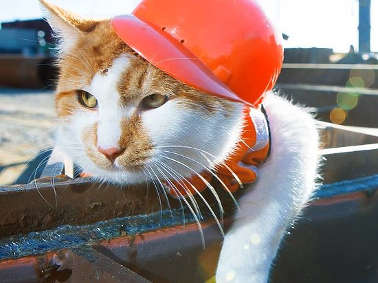 Мост в Крым помогают строить коты и лисенок (ФОТО)