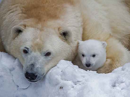  Белый медвежонок учится рычать в новосибирском зоопарке 