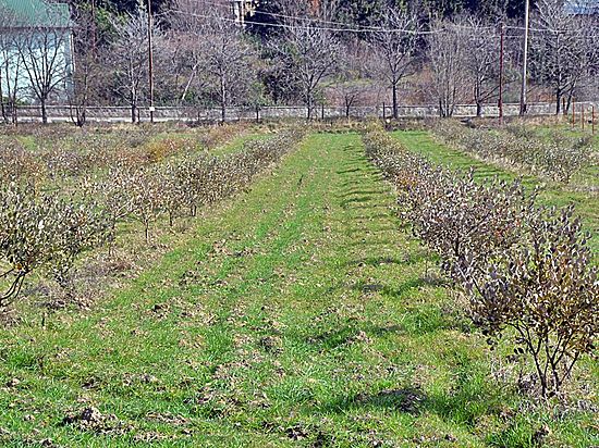 На южном берегу Крыма высадили хурму, оливки и зизифус