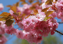 В марте по всей Японии начинается сезон цветения сакуры