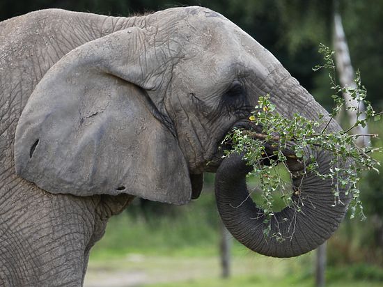 В музее слонов разрешат исследовать экспонаты на ощупь