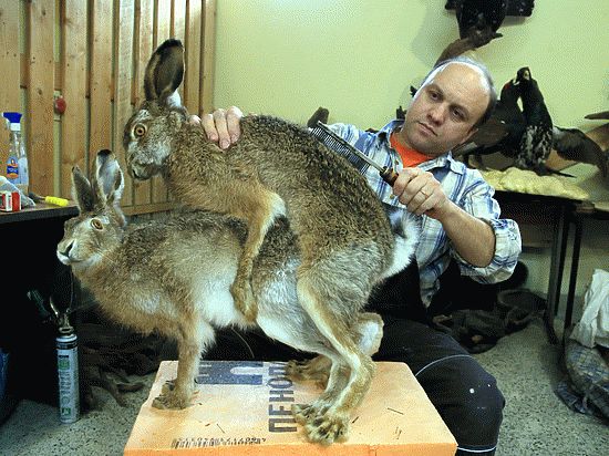 В апреле в Петербурге в Лофт-проекте «Этажи» откроется необычная выставка — «Интимные тайны животных»