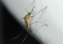 Появление  на столичных улицах комаров всерьез обеспокоило жителей столицы