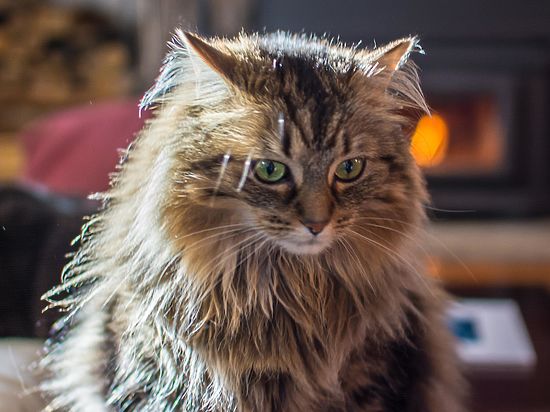 Фелинологи объясняют необычное хобби мурлыки поисками партнера