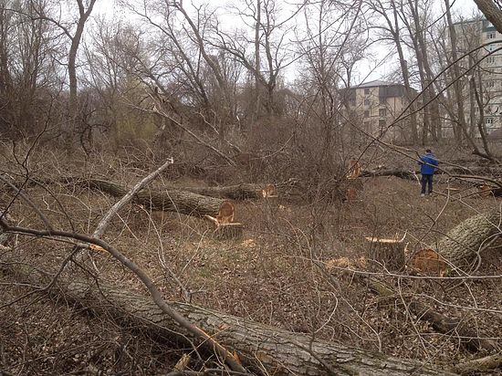 Администрация города занимается незаконной вырубкой деревьев