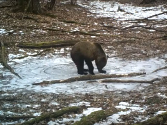Фотоловушка заповедника «Брянский лес» поймала забавные игрища косолапого
