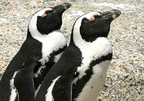 Одного из двух новорожденных пингвинов отправили жить в розовую коробку