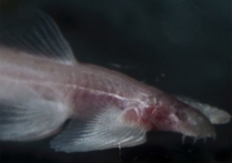 Уникальную рыбу, умеющую уверенно передвигаться по суше на четырёх плавниках и даже вскарабкиваться на водопады, обнаружила группа ученых из Технологического института Нью-Джерси