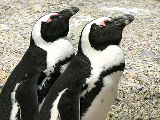 Одного из двух новорожденных пингвинов отправили жить в розовую коробку