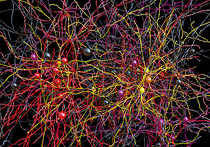 Международная группа исследователей, в которую вошли специалисты из Бельгии и США, представили самую подробную и обширную из существующих на сегодняшний день трёхмерную карту нейронов головного мозга