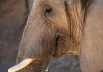 Африканский слон Маркиз из венгерского цирка, которого отправили на гастроли в Белоруссию большегрузом минской транспортной компании, потерялся в пути