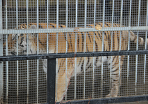 Нападение тигра на школьницу в барнаульском зоопарке закончилось для нее больницей - хищник схватил девочку за ногу и нанес ей рваные раны