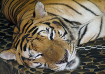 В зоопарке «Лесная сказка» в Барнауле встреча 13-летней девушки с тигром едва не закончилась трагедией
