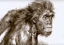Антропологи из Оксфордского и Кембриджского университетов выдвинули новое и довольно неожиданное объяснение гибели неандертальцев