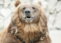 Долгожданное пробуждение троицы медведей произошло на днях в Московском зоопарке