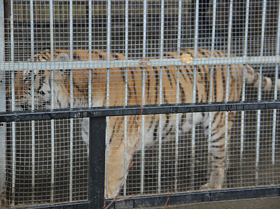 ЧП в барнаульском зоопарке: ученые оправдывают хищника