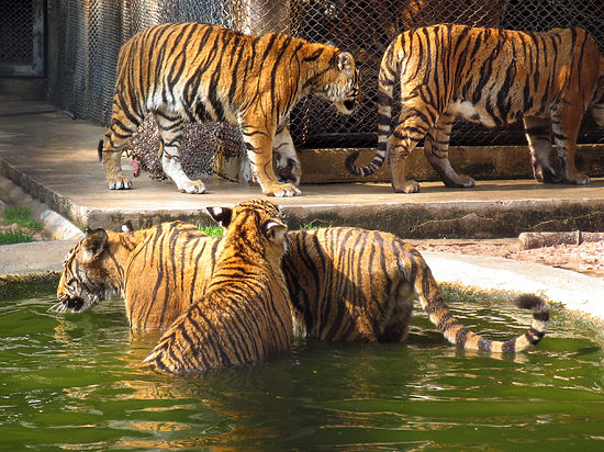 Родственники хотели засудить зоопарк за пьяную выходку школьницы