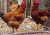 Новую разновидность кур, яйца которых аллергики смогут употреблять в пищу без риска для здоровья, вывели генетики, представляющие Национальный институт прогрессивных технических наук и технологий Японии