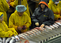 После прокурорской проверки на курильском острове Шикотан заведены четыре уголовных дела на руководителей местного рыбокомбината «Островной»
