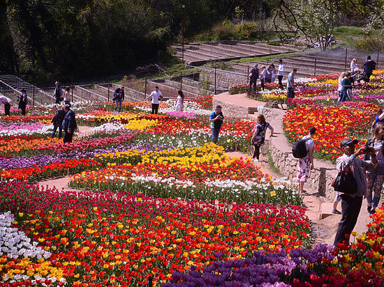 Никитский ботанический сад за выходные посетили более 12,5 тысяч человек