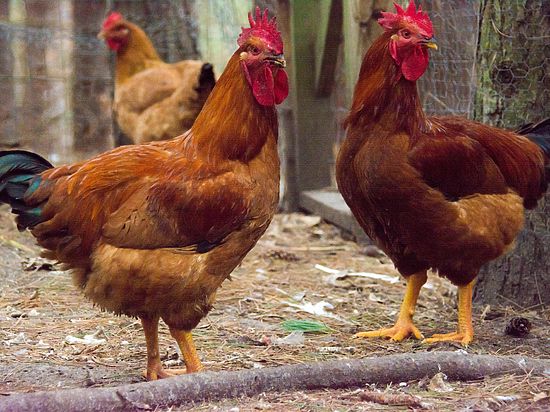 Яйца генетически модифицированных птиц не отторгаются организмом