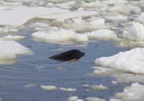 Сахалинские спасатели помогли выбраться из ледового плена последней из четырех косаток