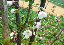 Японская вишня сакура зацвела в Ботаническом саду МГУ в Москве