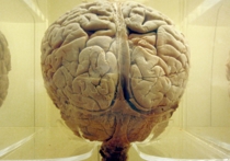 Группа ученых, представляющих Калифорнийский университет в Беркли, представила необычную трехмерную карту коры головного мозга, на которой можно увидеть, какие его отделы реагируют на различные понятия, с которыми человек сталкивается
