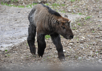 Новый питомец — маленький такинчик, относящийся к парнокопытным млекопитающим - появился на днях в Московском зоопарке