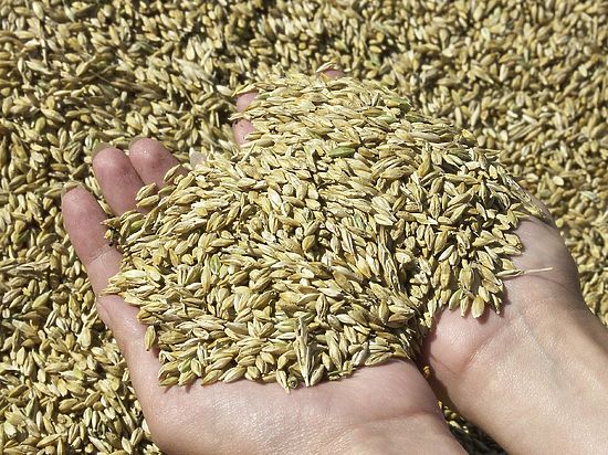 В этом году Россия продаст зарубежным покупателям рекордные 24-25 млн тонн пшеницы