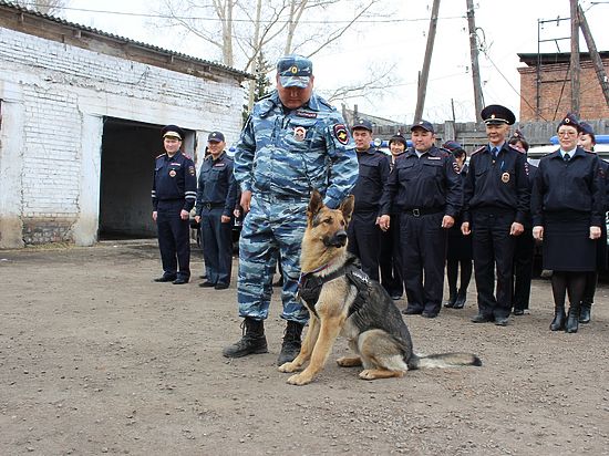 В Иркутской области медалью за отличную службу награждена полицейская овчарка Чак