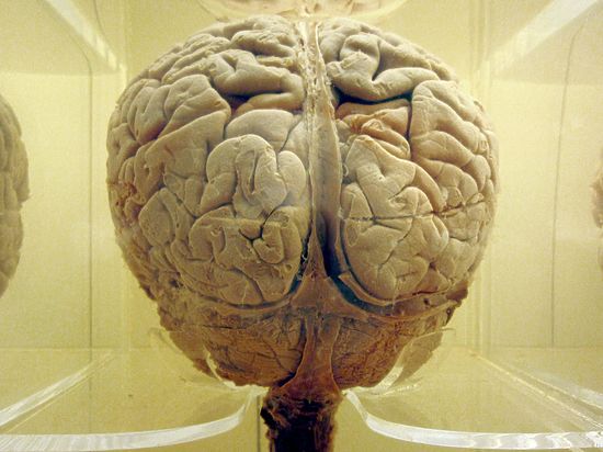 Как оказалось, за язык отвечает вся кора головного мозга