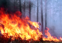 Губернатор Иркутской области Сергей Левченко призвал муниципальные власти подключаться к ликвидации лесных пожаров вне зависимости от того, кому подведомственны земельные участки, на которых обнаружены возгорания