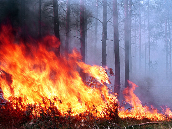 Сергей Левченко призвал муниципалитеты бороться с огнем, невзирая на собственность