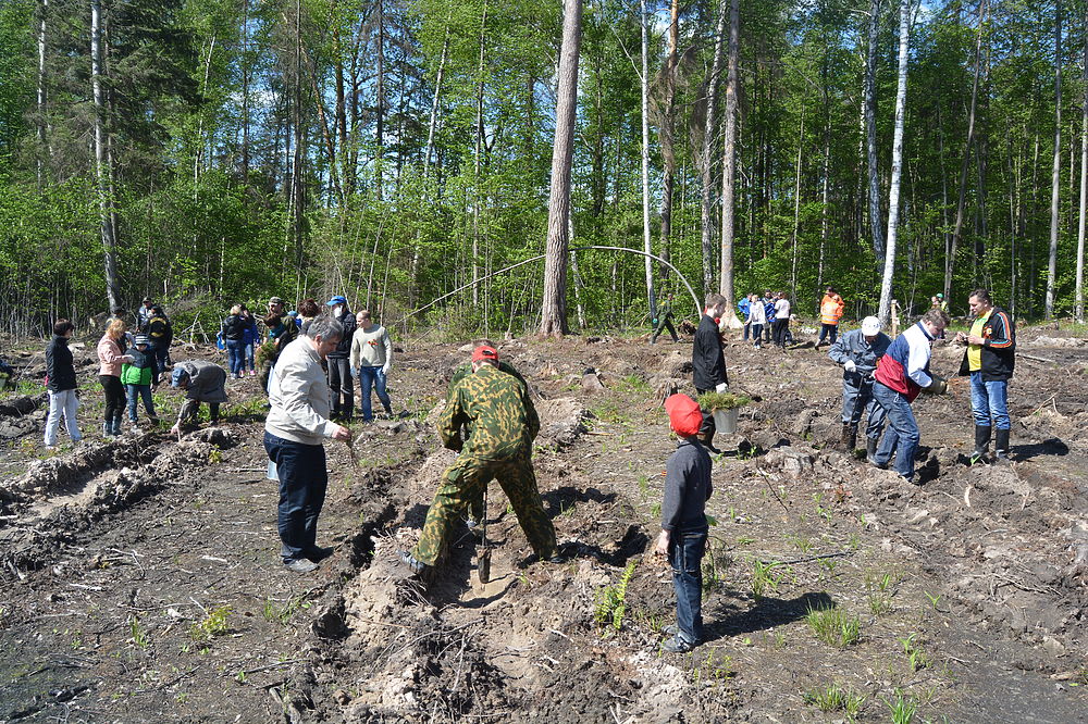 В Серпухове посадили лес в честь Дня Победы
