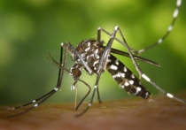 Пожалуй, единственное, что может испортить наши вылазки на природу (кроме погоды, конечно) — это комары и мошки