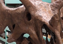 Палеонтолог-любитель Билл Шипп обнаружил на территории американского штата Монтана окаменелые останки, в которых спустя довольно продолжительное время профессиональные ученые смогли опознать новый, ранее не известный науке вид динозавров