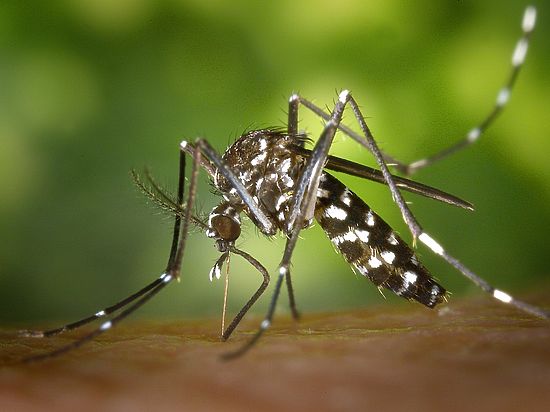 Комар носу не подточит: как избавиться от комаров на дачном участке?