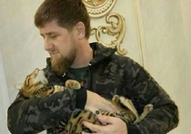 Ведущий вечернего шоу Last Week Tonight на канале HBO Джон Оливер запустил в социальных сетях флешмоб по поиску кошки Рамзана Кадырова