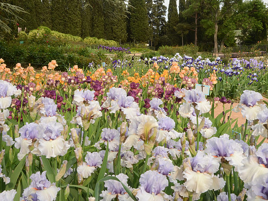 В Никитском ботсаду одновременно цветут 200 сортов ирисов (ФОТО)