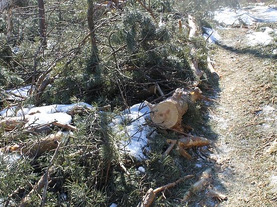 Общественники уже устали сигнализировать властям и правоохранительным органам о «черных» вырубках леса в районе Кузовлевского тракта в Томске 