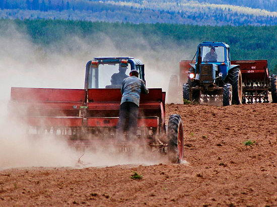 В Казахстане в этом году планируют собрать более 19 миллионов тонн зерна