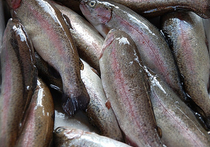 Золотистый стафилококк и кишечную палочку нашли эксперты Роскачества при проверке соленой красной рыбы